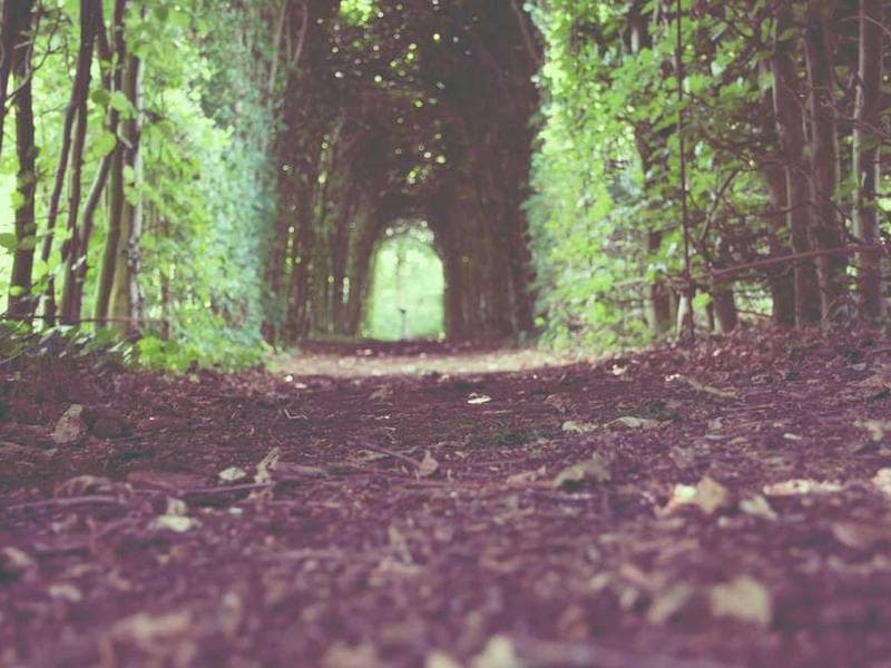 The Dodo Digest: Sentra Alpha, Hacktoberfest, and What's Next for Q4